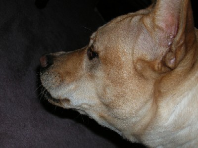 Lally's underbite, side view